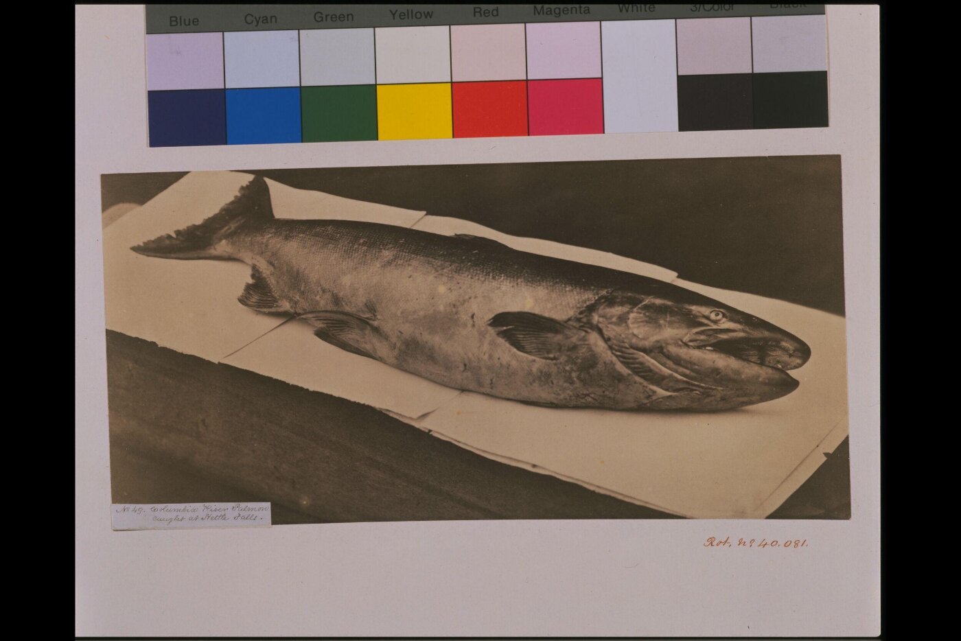 Unknown, Columbia River Salmon caught at Kettle Falls