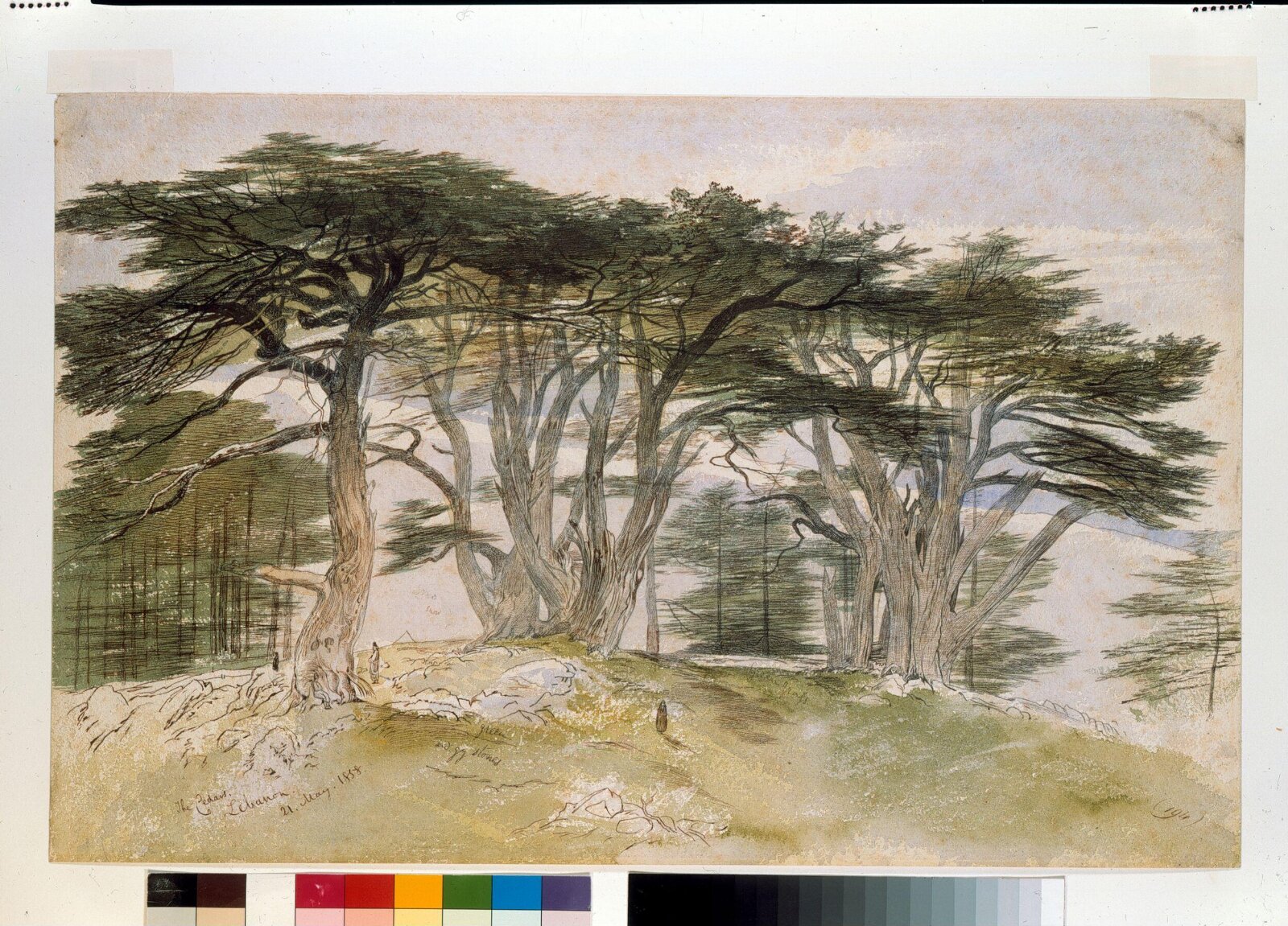 Cedars of Lebanon, Edward Lear, 1858