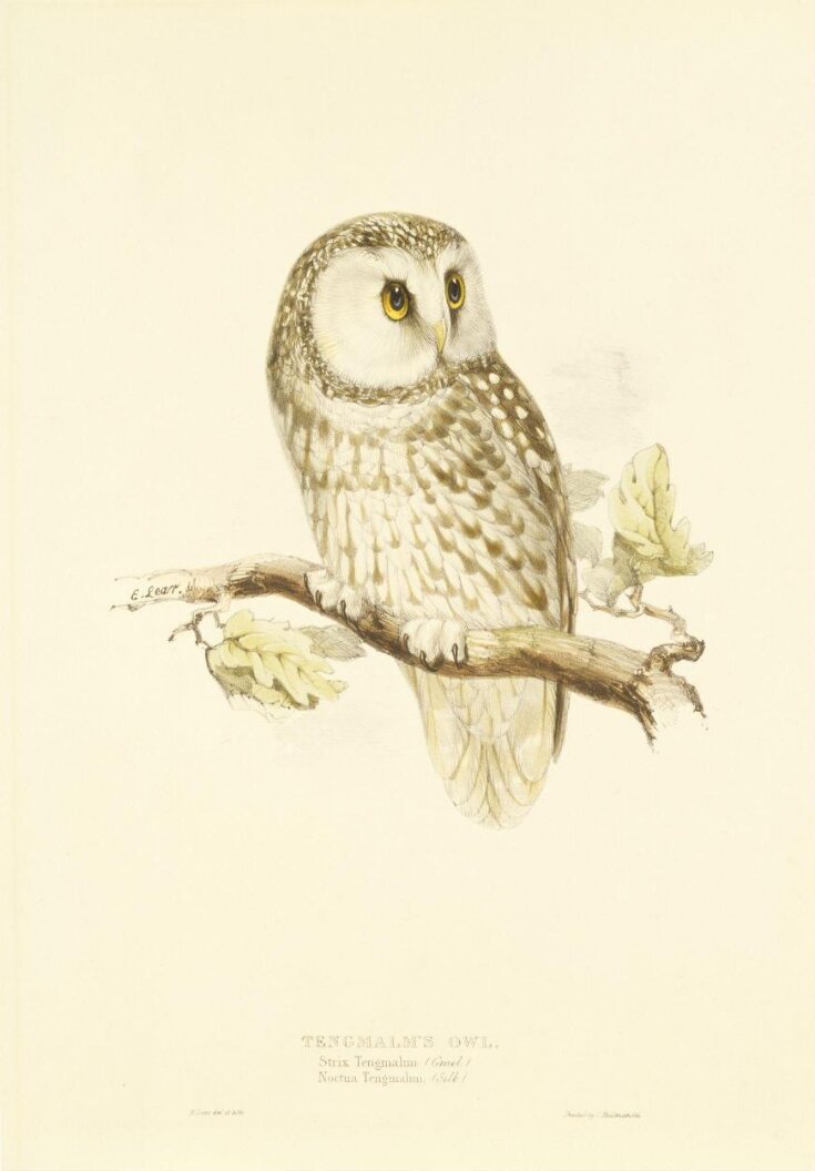 Tengmalm's Owl top image