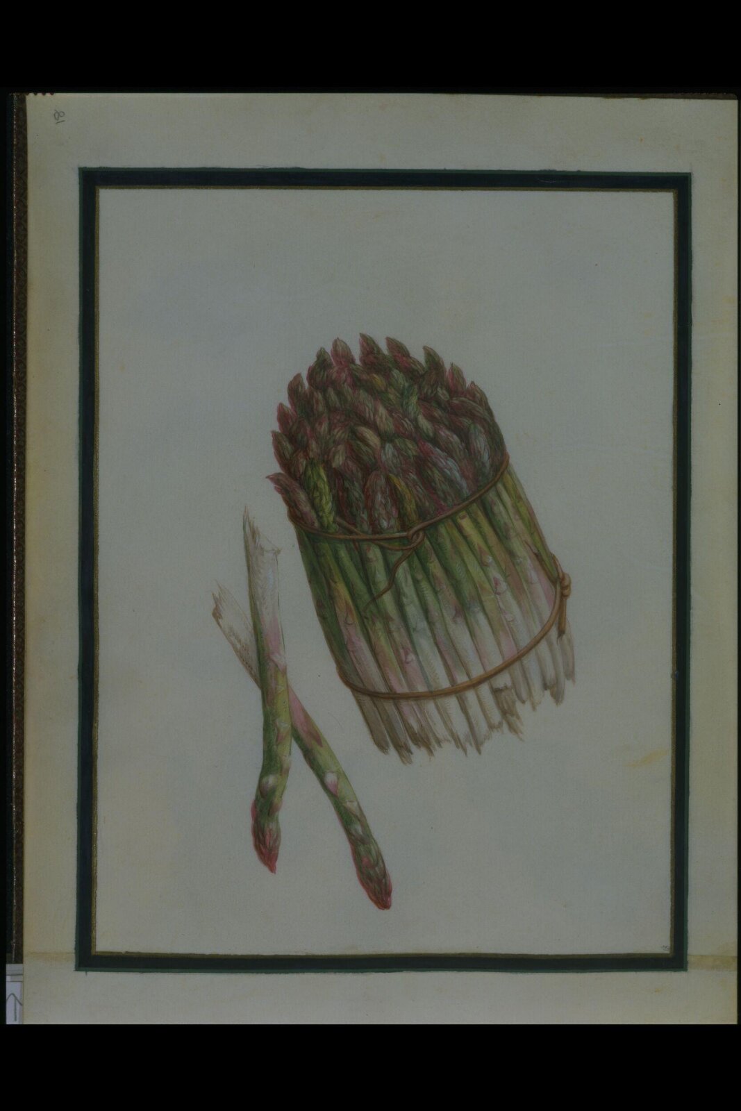 Watercolour drawing, Claude Aubriet, c.1690