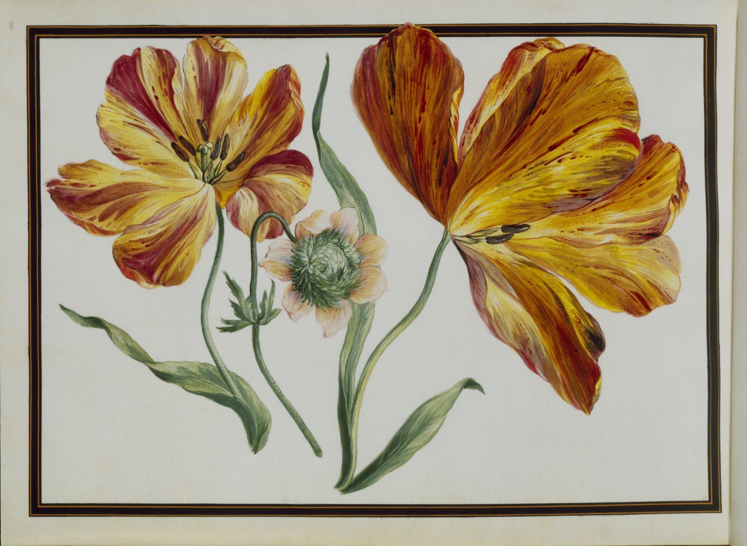 Watercolour drawing, Claude Aubriet, c.1690