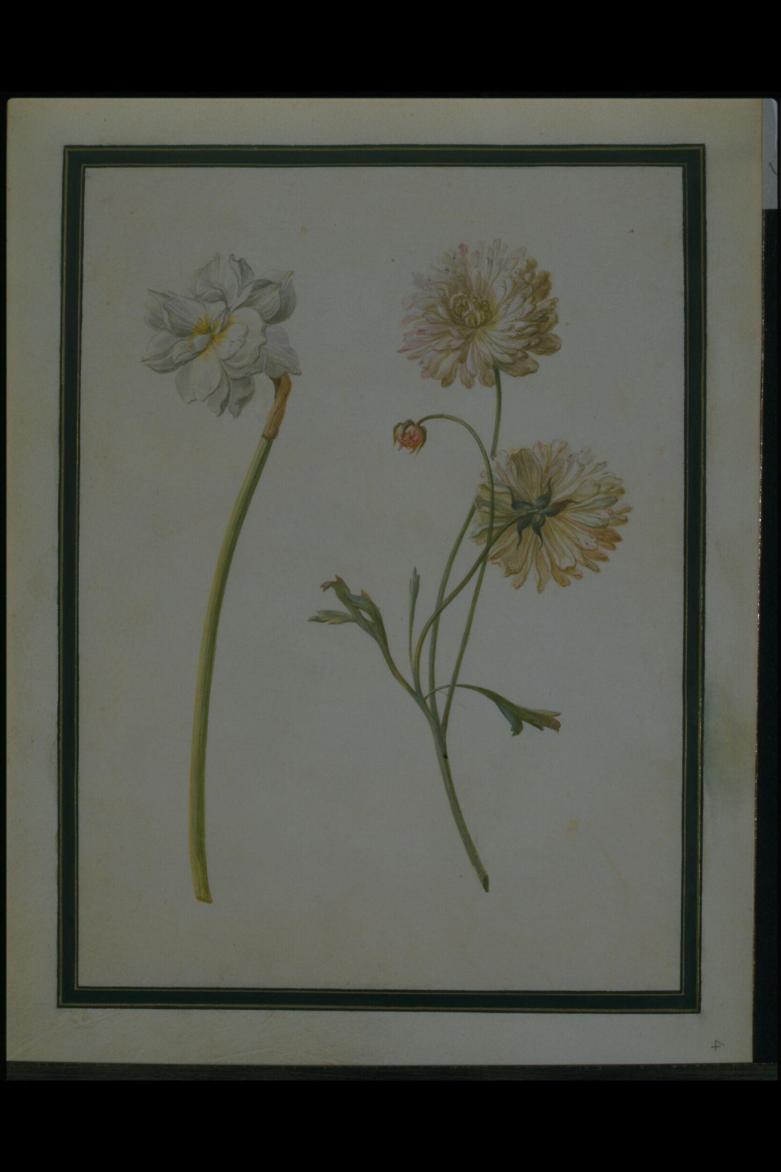 Watercolour drawing, Claude Aubriet, c.1690