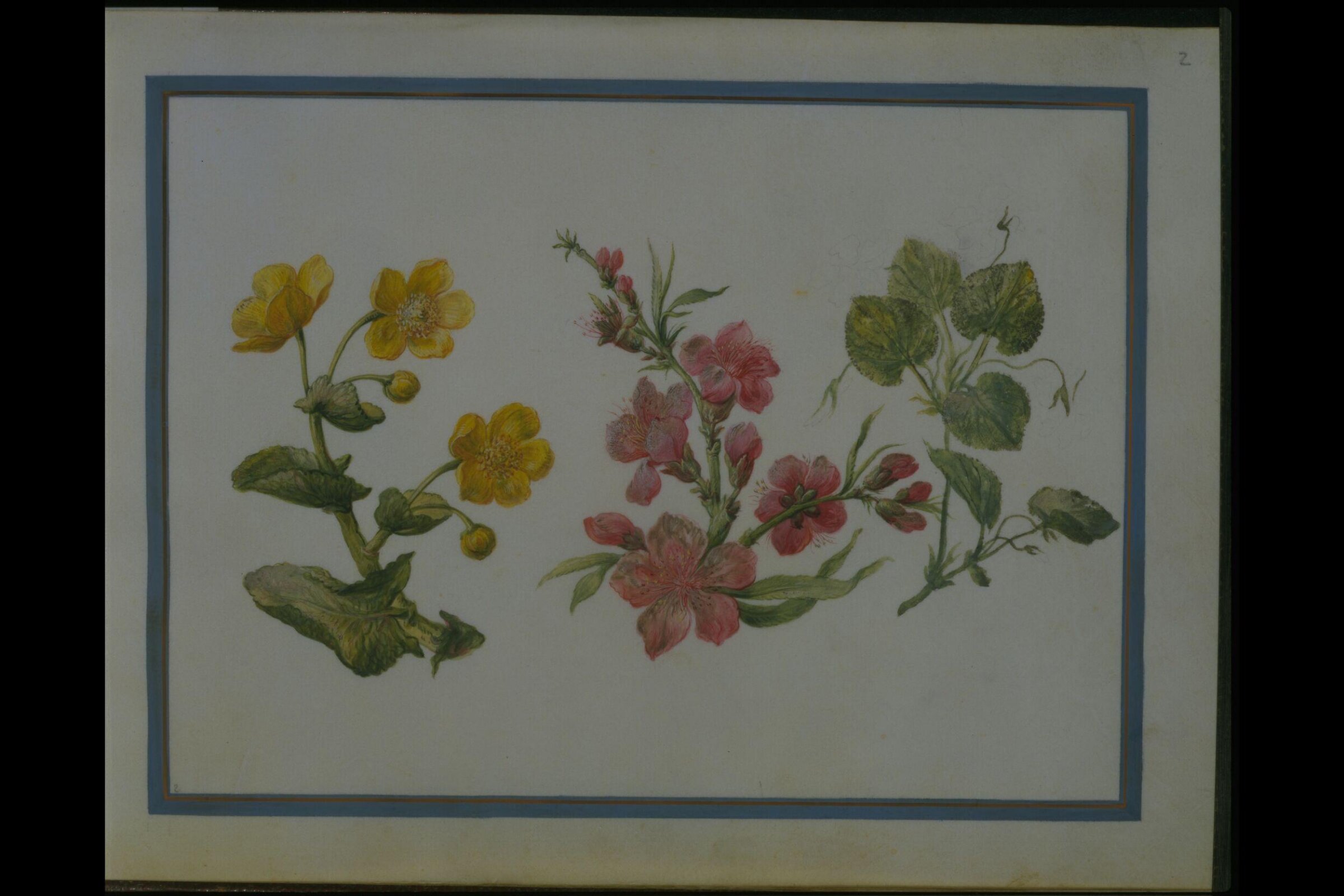 Watercolour drawing, Claude Aubriet, c.1690