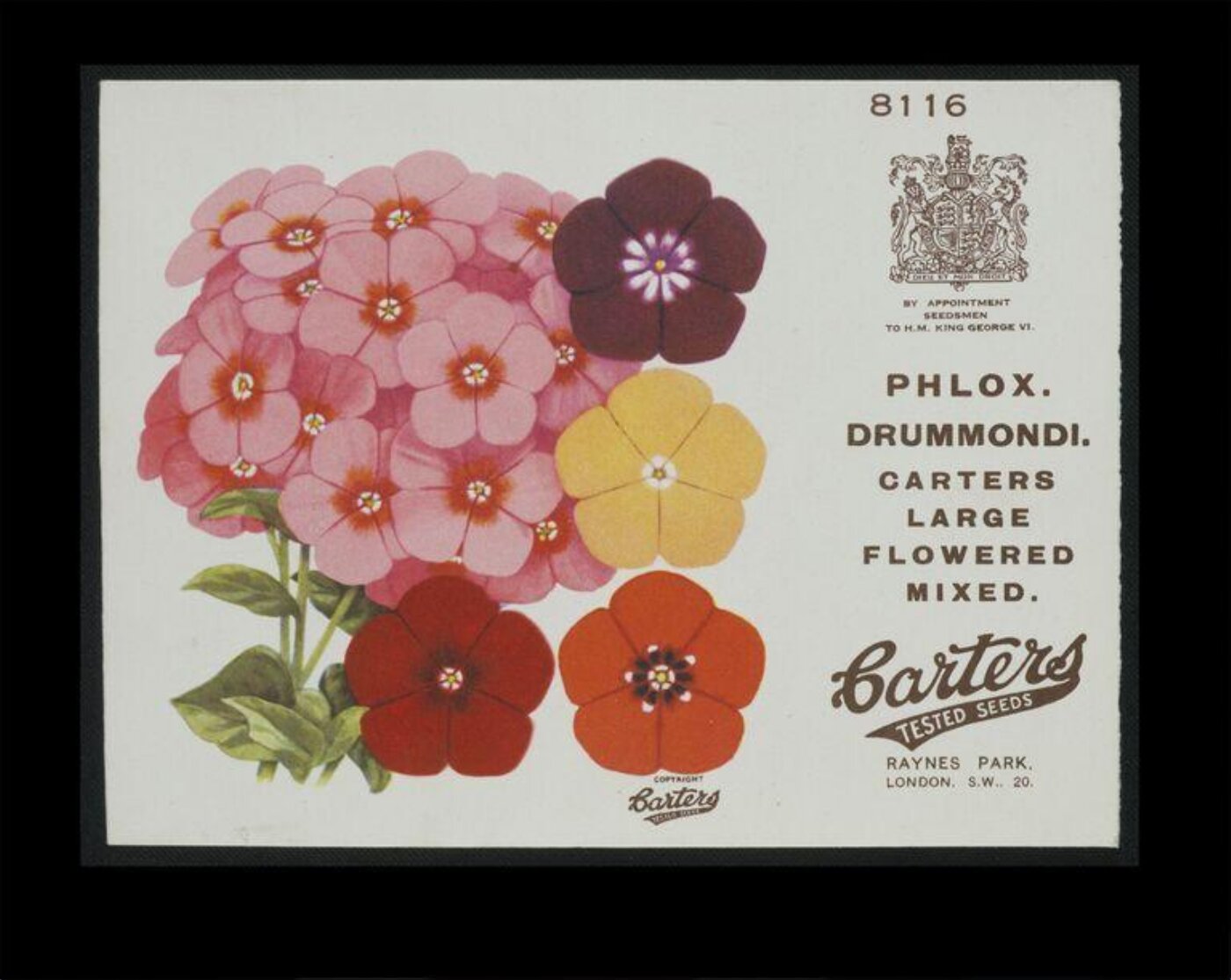 Unknown, Phlox. Drummondi. Carters Large Flowered Mixed.
