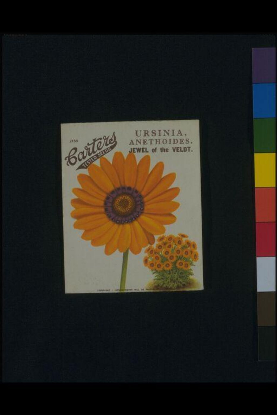 Unknown, Ursinia, Anethoides. Jewel of the Veldt