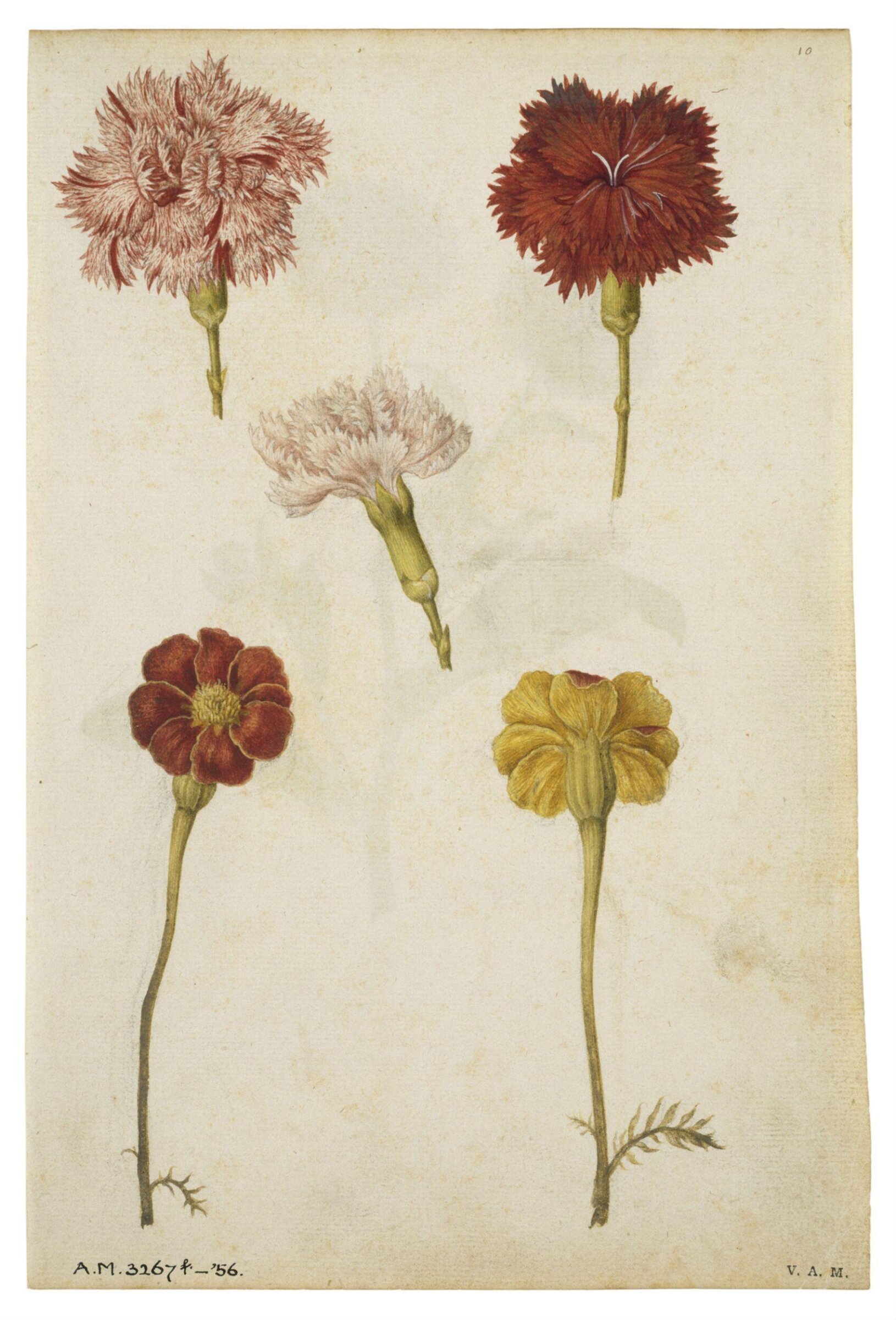Clove pinks and marigold; Marigold, Jacques Le Moyne de Morgues, ca.1560-1575