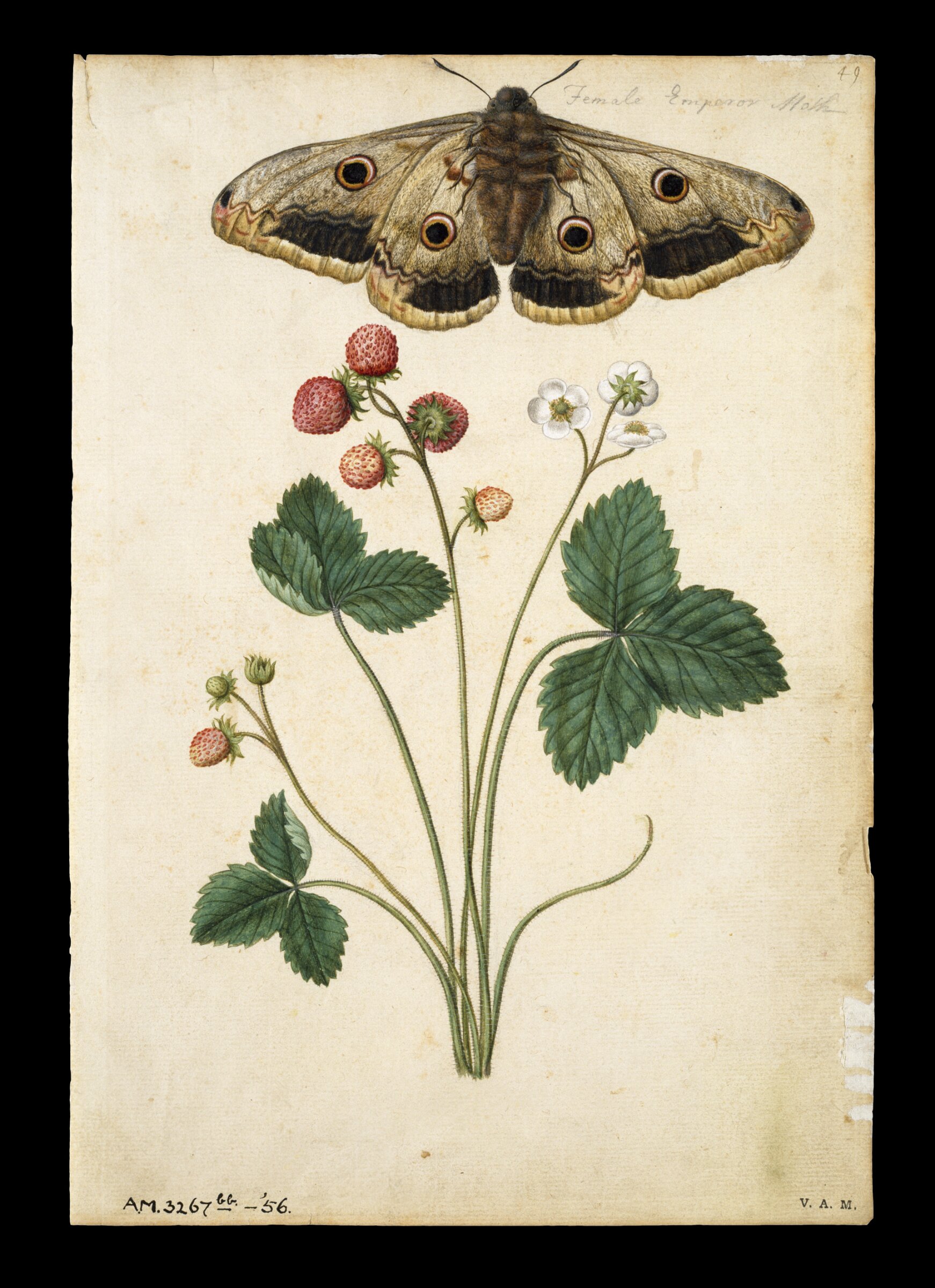 Strawberry and emperor moth, Jacques Le Moyne de Morgues, ca.1560-1575