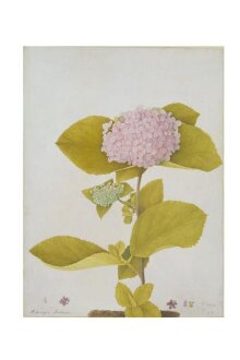 Hydrangea hortensia thumbnail 1