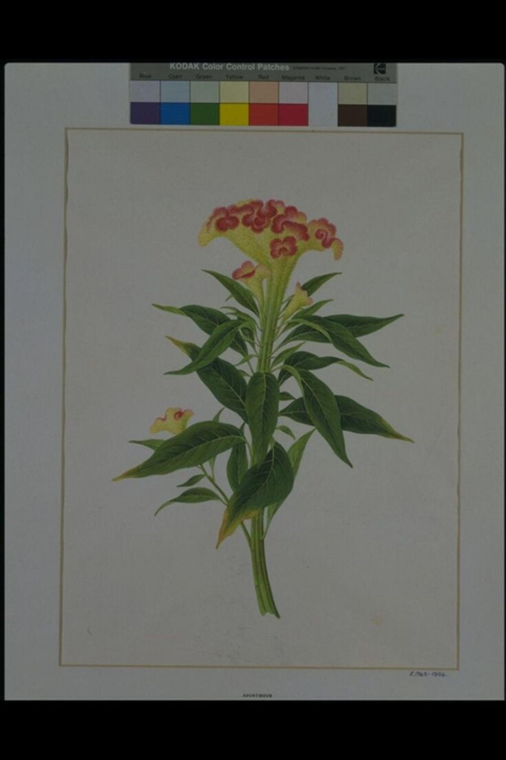 Celosia cristata L. top image