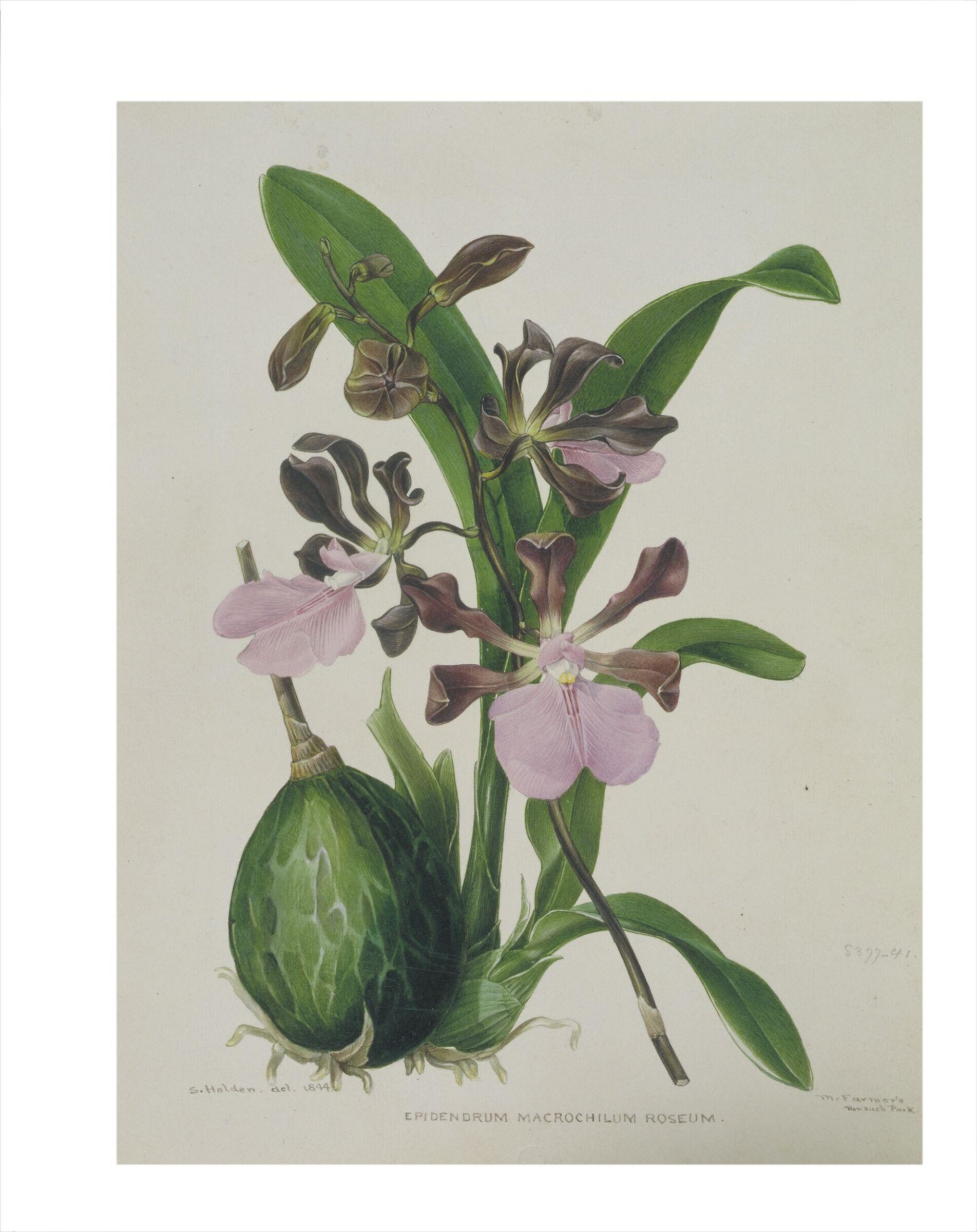 Encyclia cardigera (Kunth) Dressler, Samuel Holden, 1844