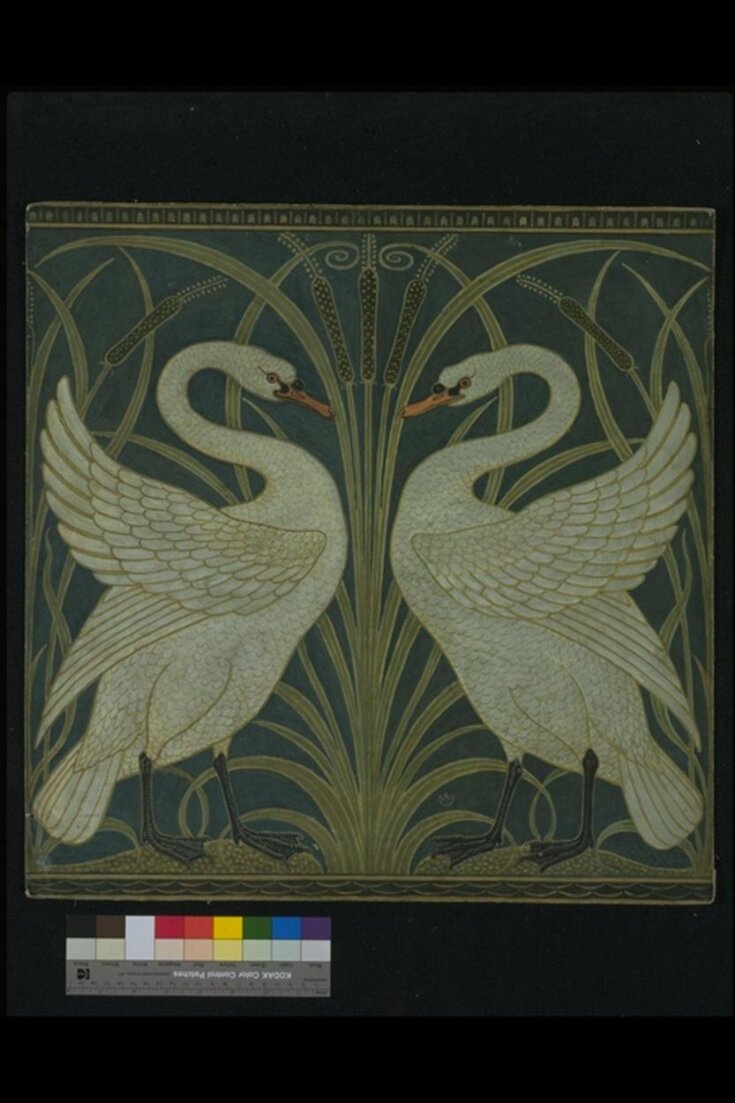 Swan, Rush and Iris top image