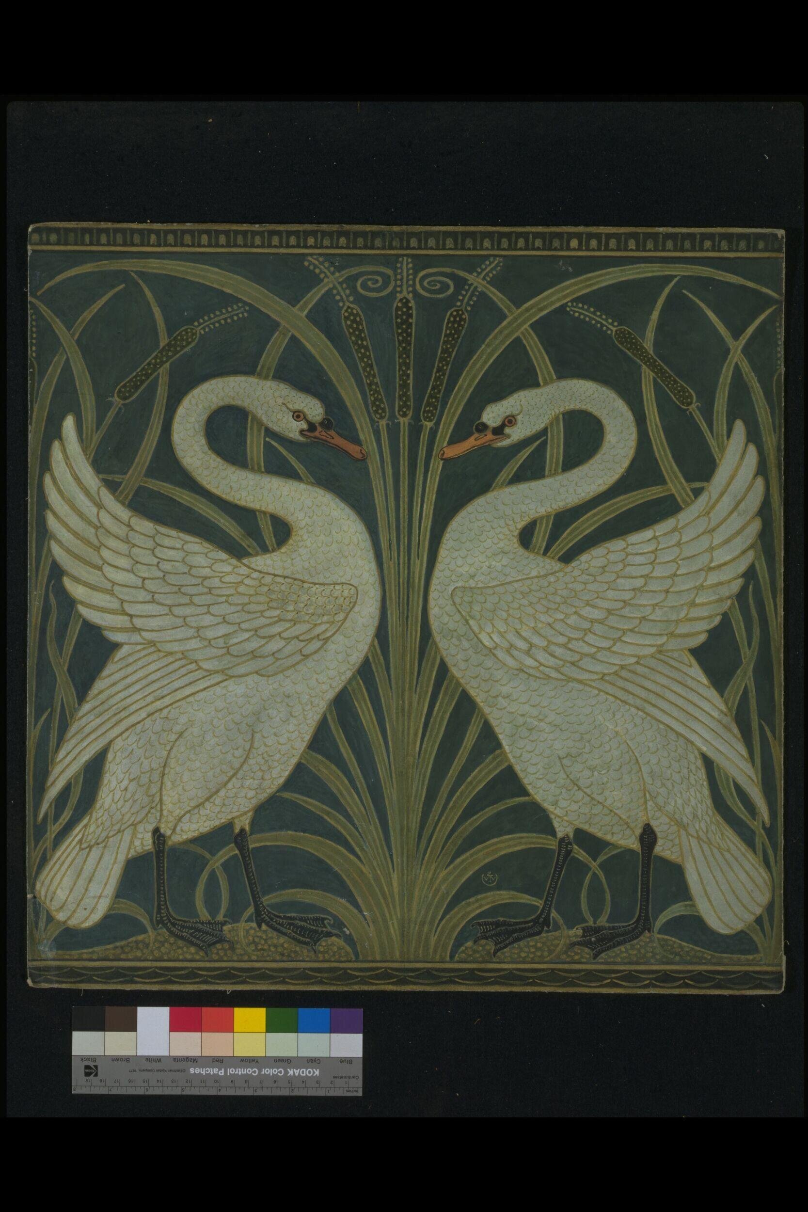 Swan, Rush and Iris