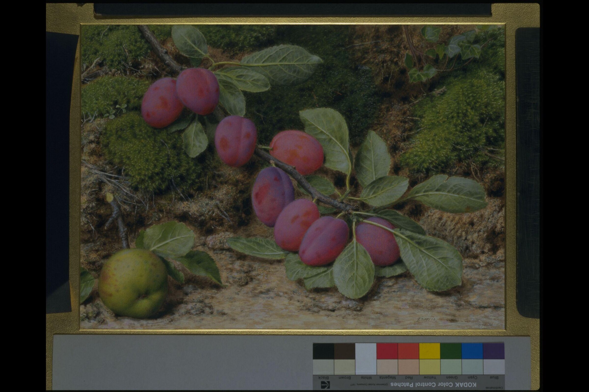 Branch of plums and an apple, John Sherrin, ca. late 19th century
