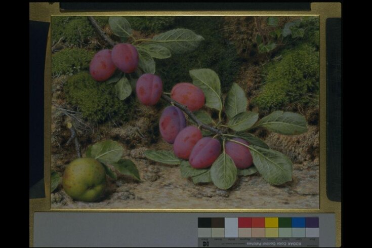 Branch of plums and an apple top image