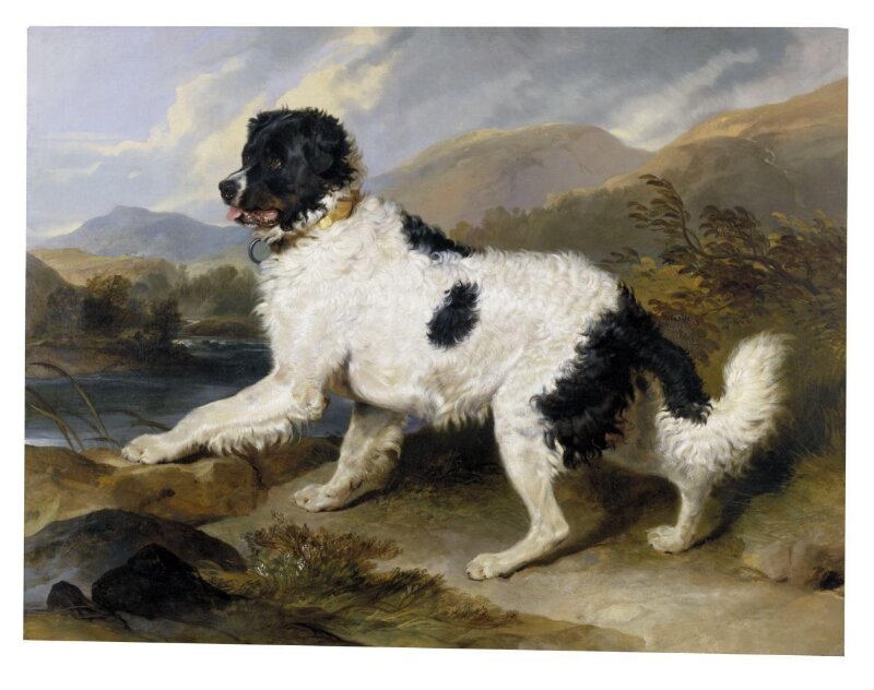 Lion: A Newfoundland Dog