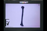 Hasegawa - I am the Future of the Ancestor