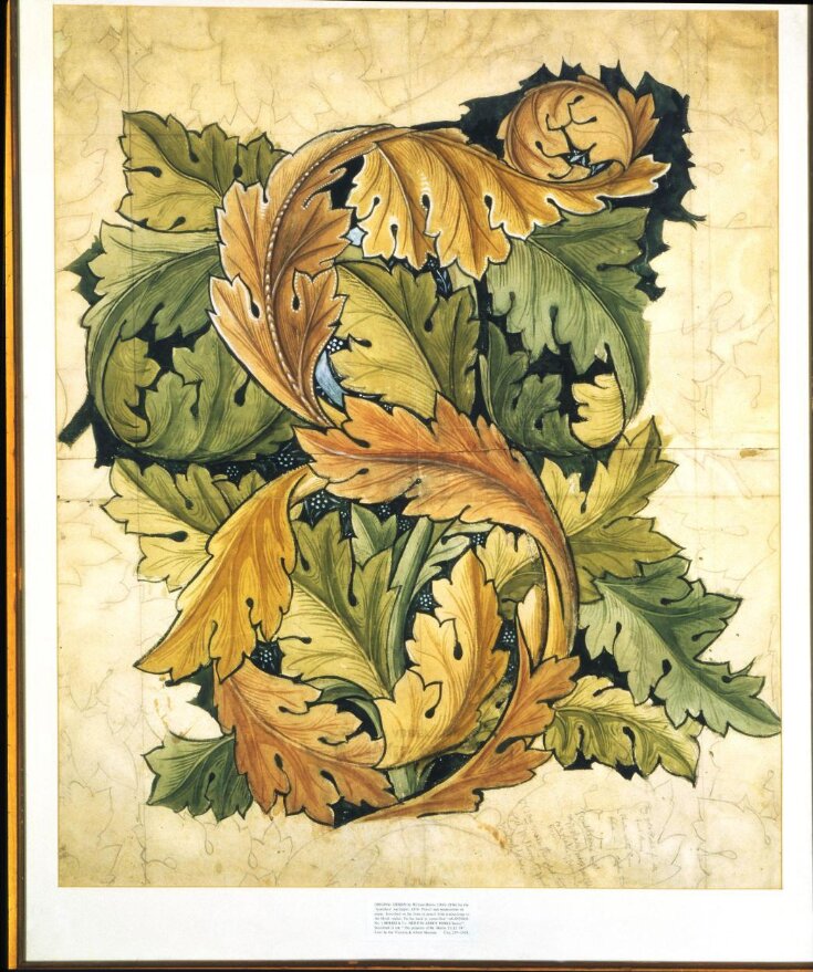 Acanthus top image