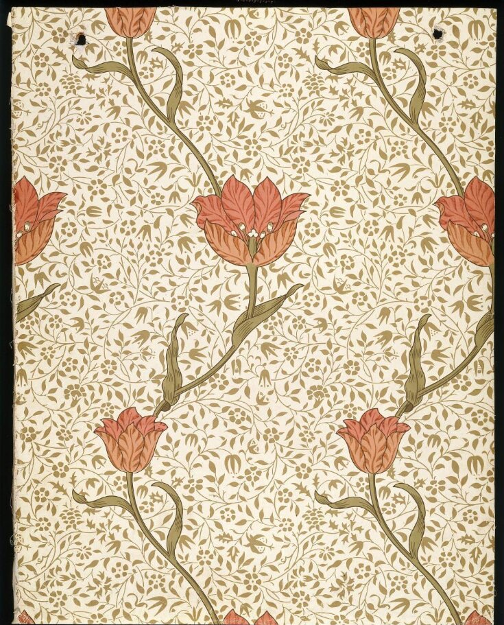 Garden Tulip image