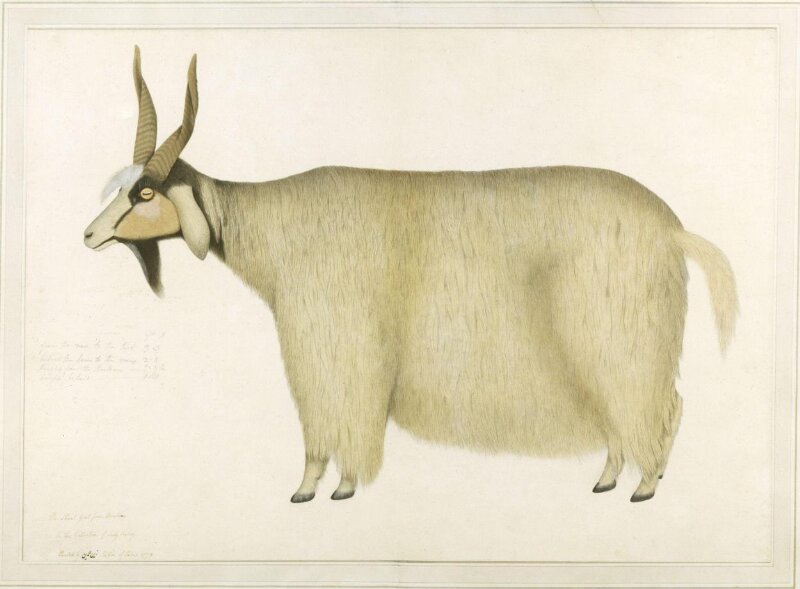 A Shawl goat