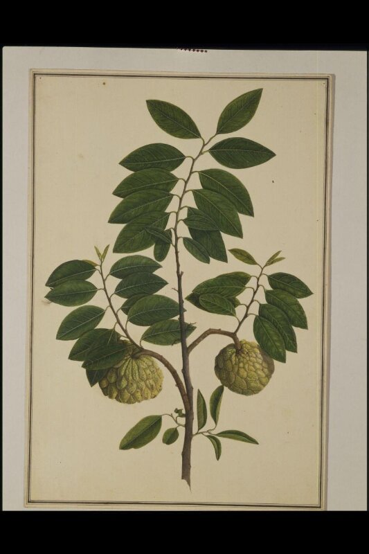 Custard-apple plant