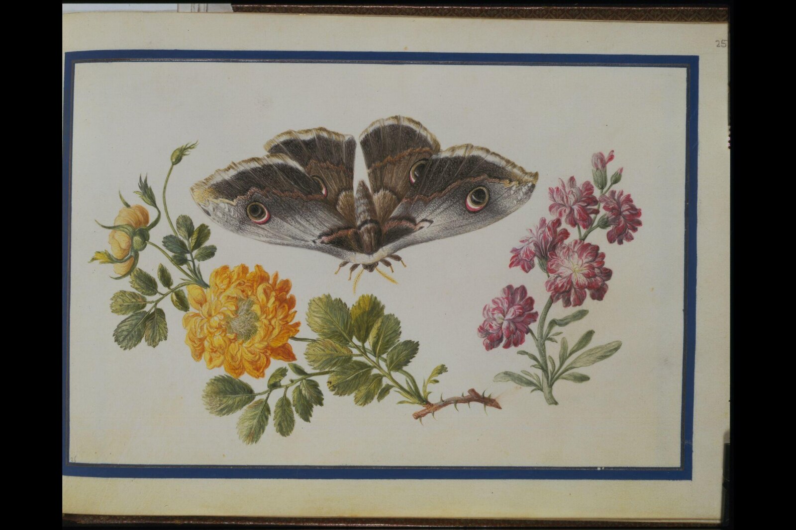 Watercolour drawing, Claude Aubriet, c.1690