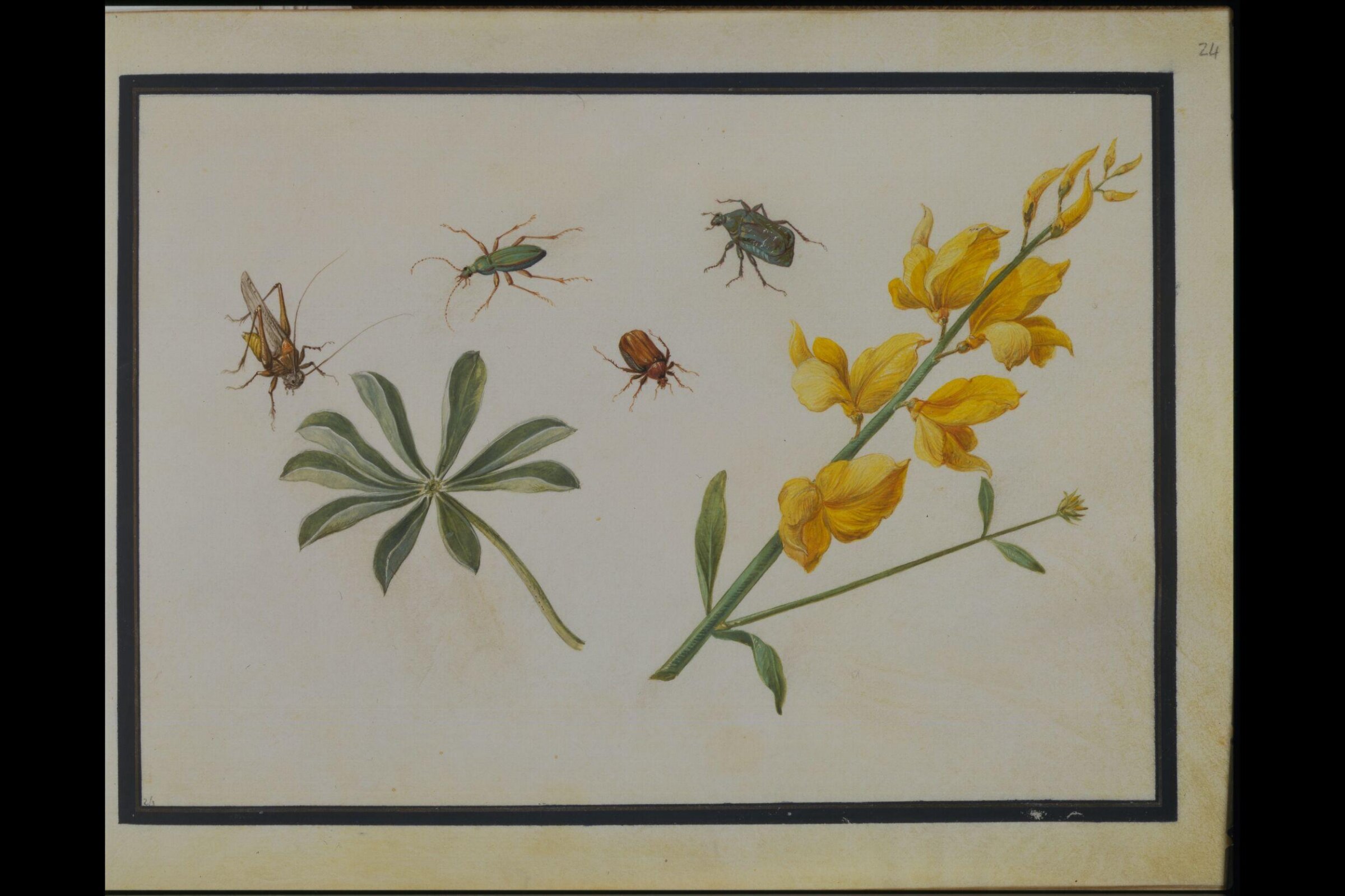 Watercolour drawing, Claude Aubriet, c.1690