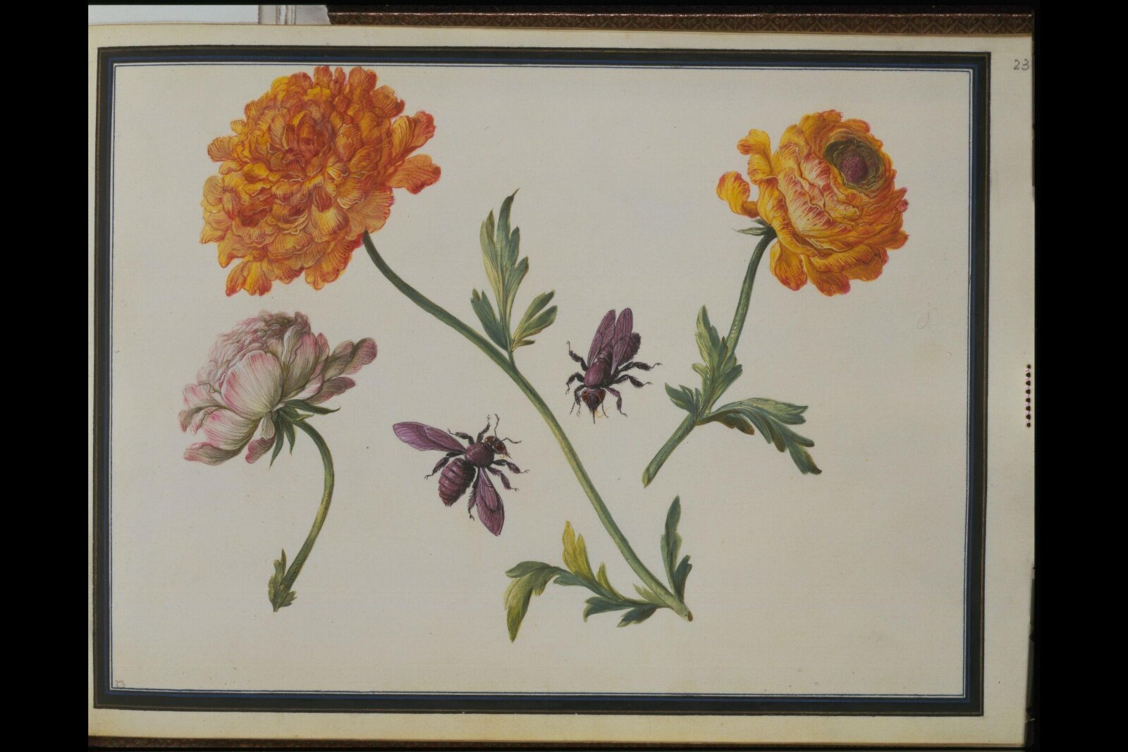 Watercolour drawing, Claude Aubriet, c.1690