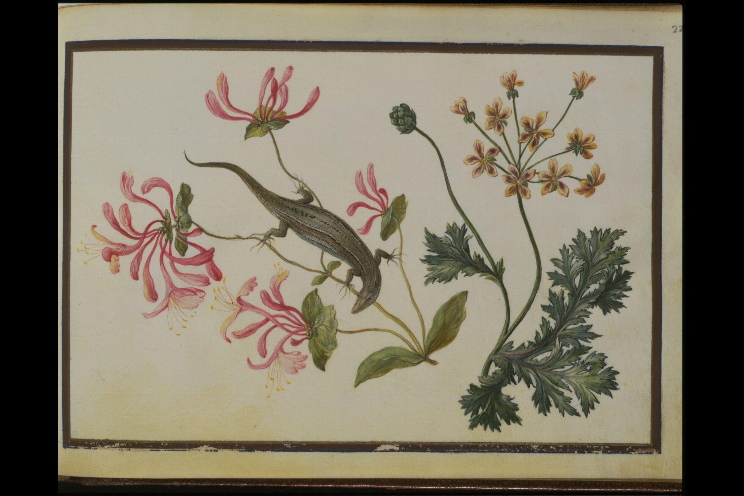 Watercolour drawing, Claude Aubriet, c.1690