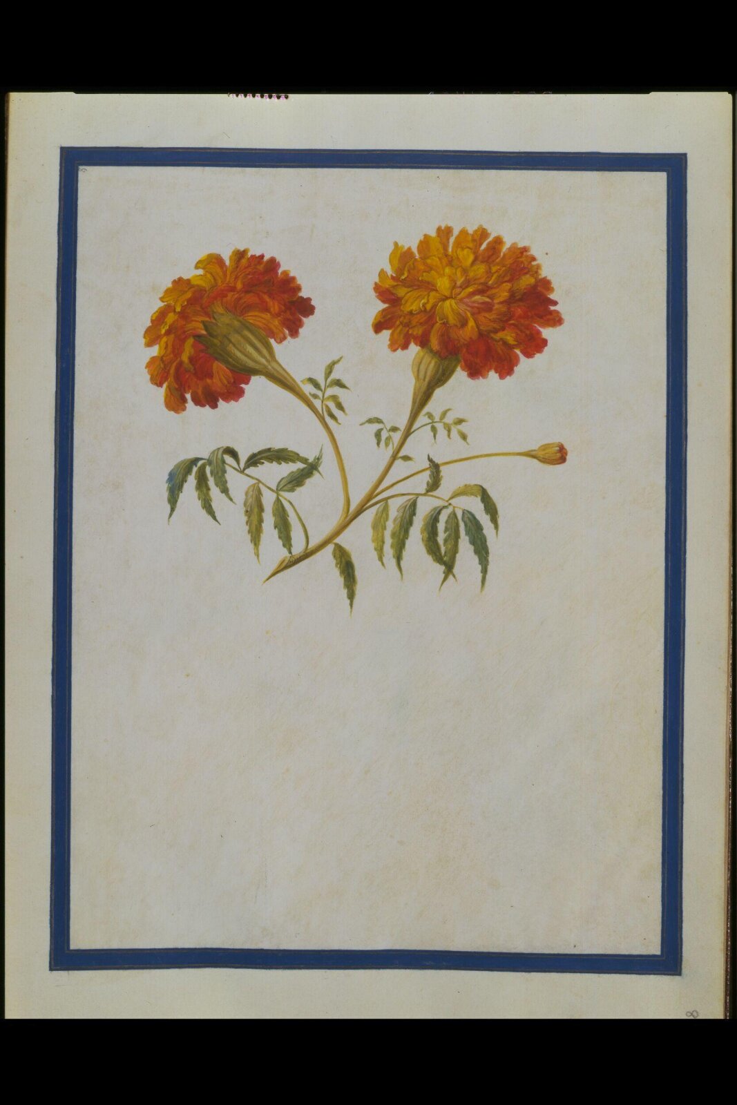 Watercolour drawing, Claude Aubriet, c.1690