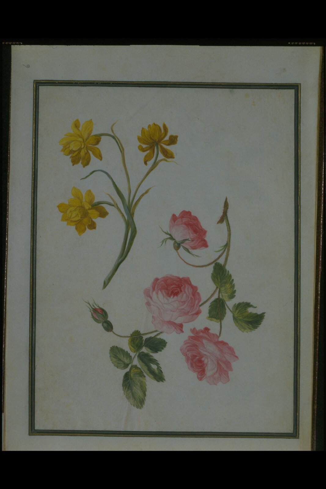 Watercolour drawing, Claude Aubriet, c.1690