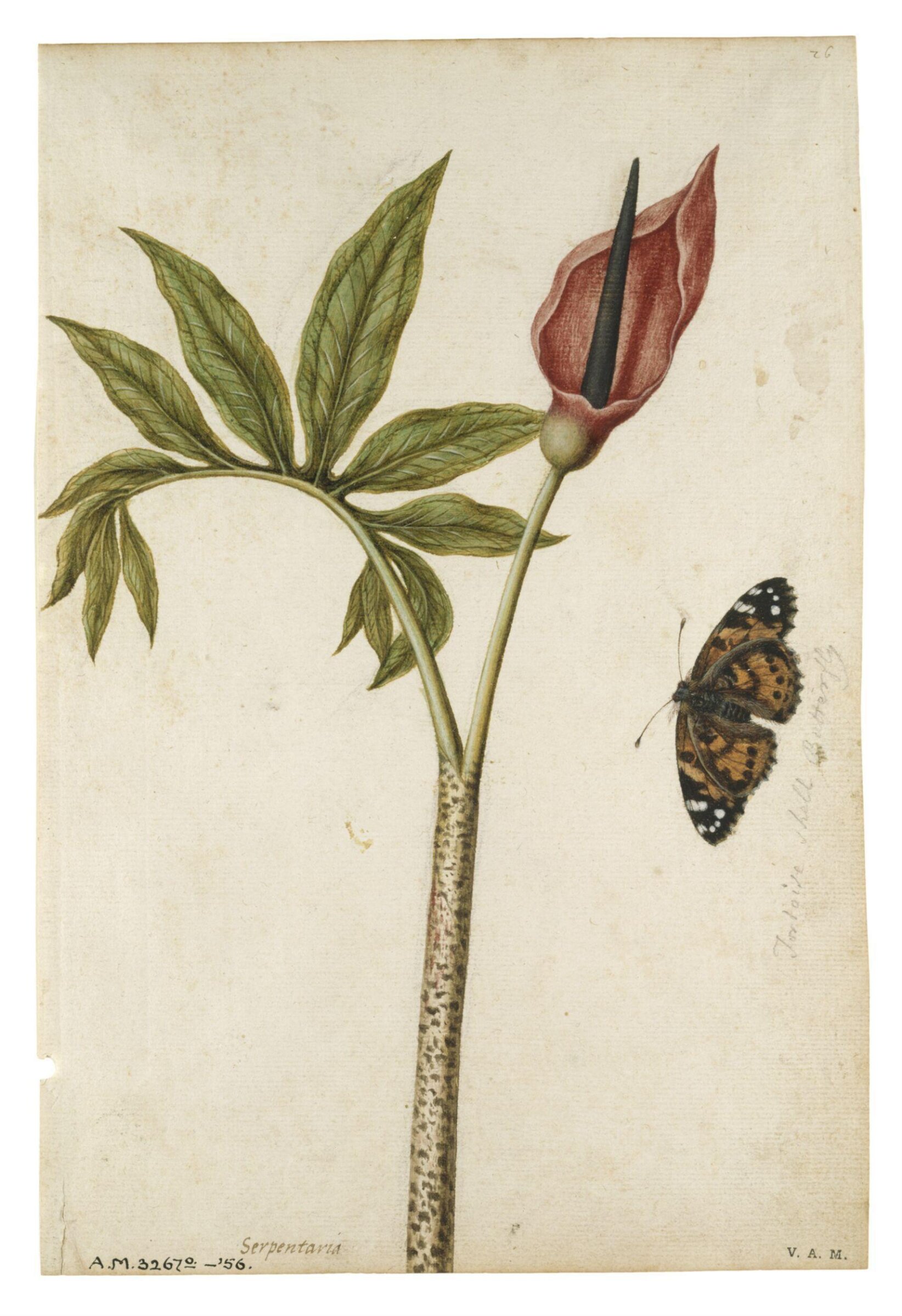 Dragon arum flower and tortoiseshell butterfly, Jacques Le Moyne de Morgues, ca.1560-1575