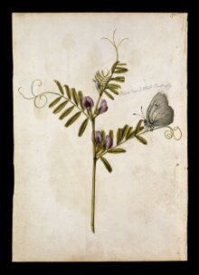 Opium poppy; Vetch and black-veined white butterfly thumbnail 1