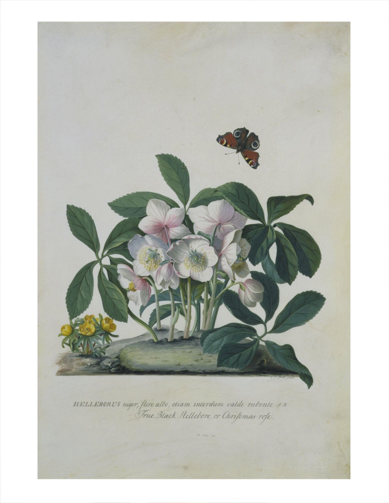 Christmas Rose, Georg Dionysus Ehret, 1745
