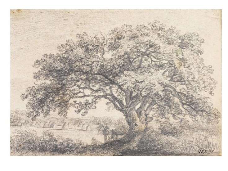 An oak tree in a hayfield top image