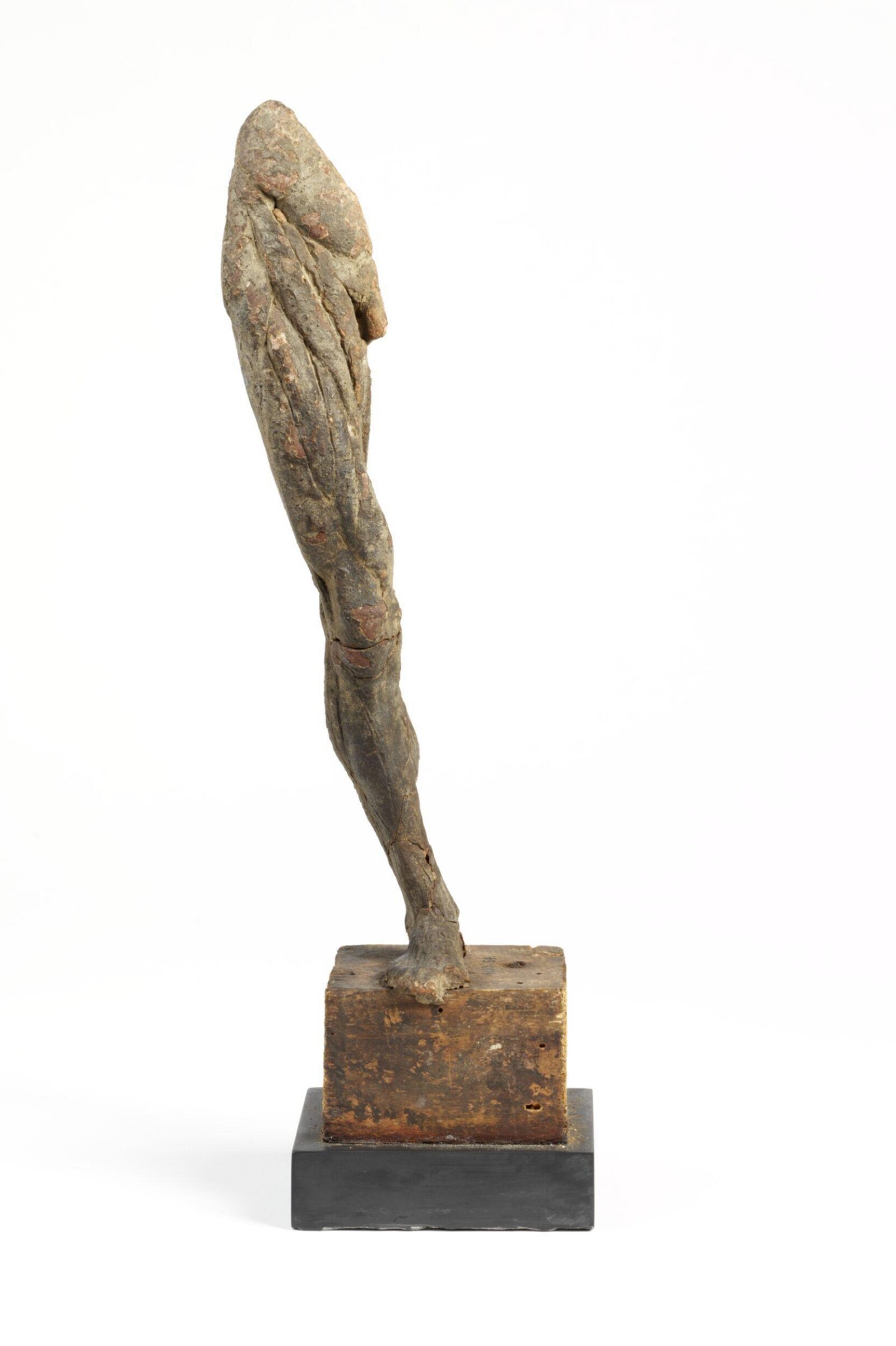 Right Leg Écorgé, Ludovico Cigoli, late 16th century