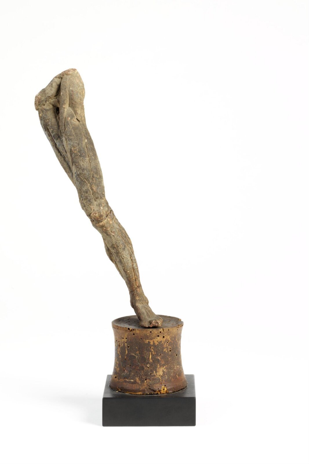 Left leg Écorgé, Ludovico Cigoli, late 16th century