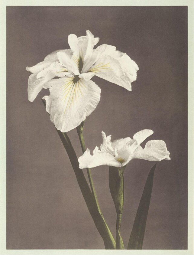Some Japanese Flowers (ca. 1894) by Kazumasa Ogawa