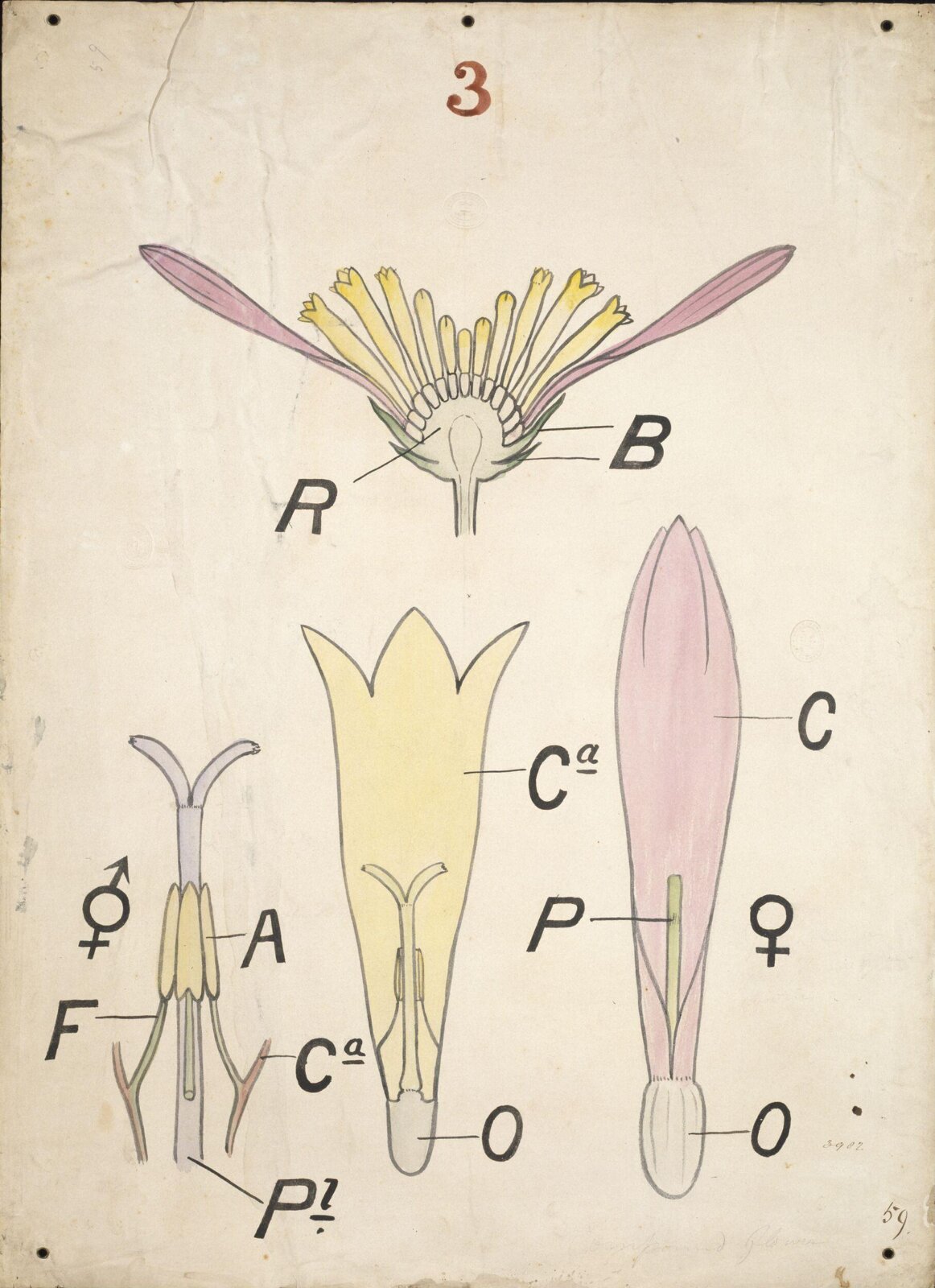 Drawing, Christopher Dresser, 1854-1856