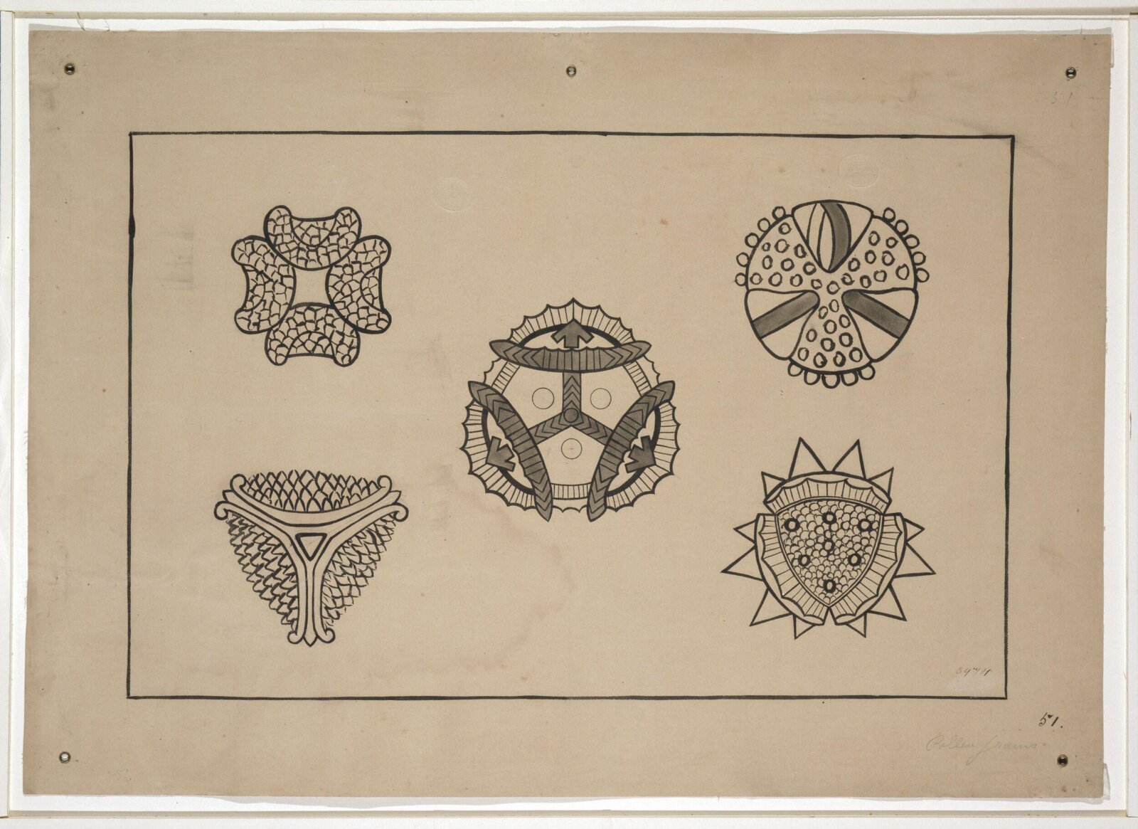 Pollen Grain, Christopher Dresser, 1854-1856