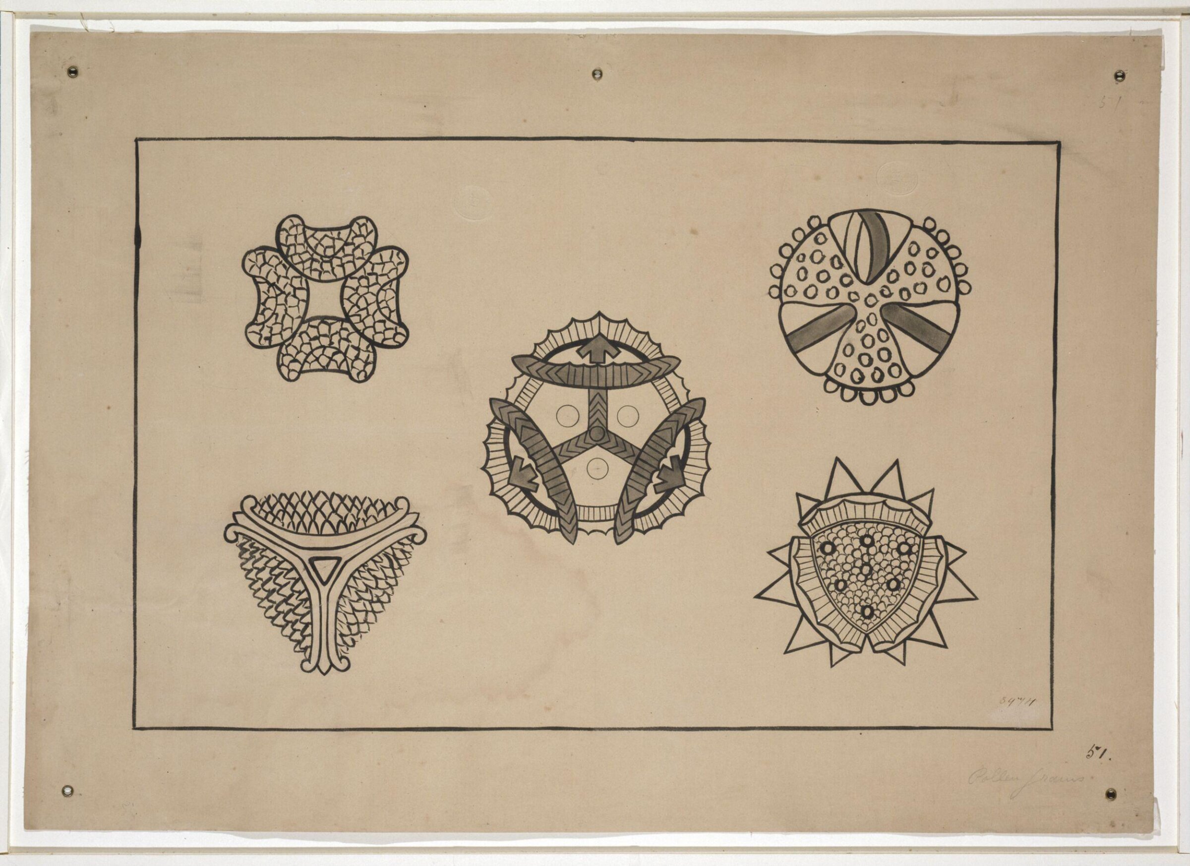 Pollen Grain, Christopher Dresser, 1854-1856
