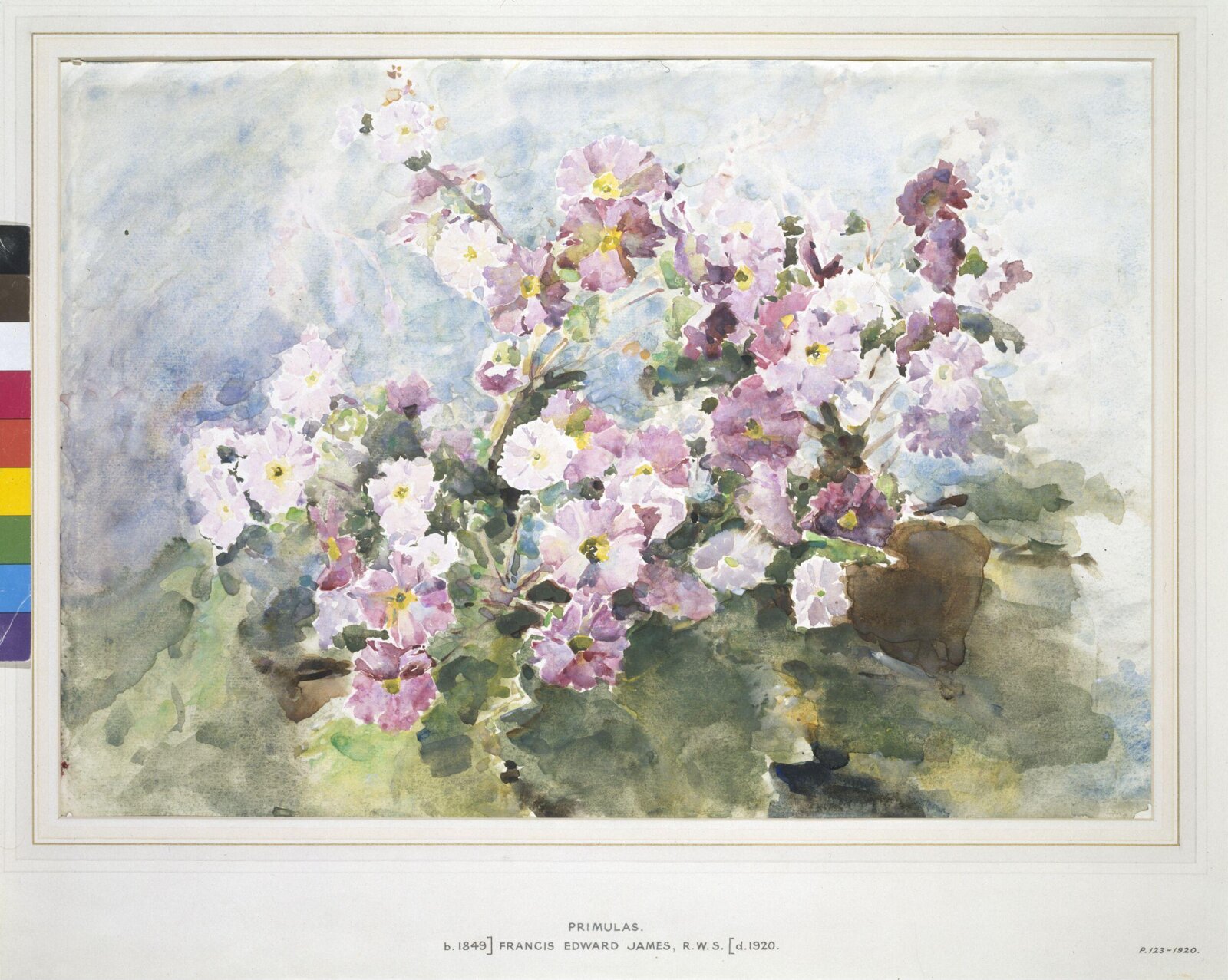 Primulas, Francis Edward James, ca. 1870-1920