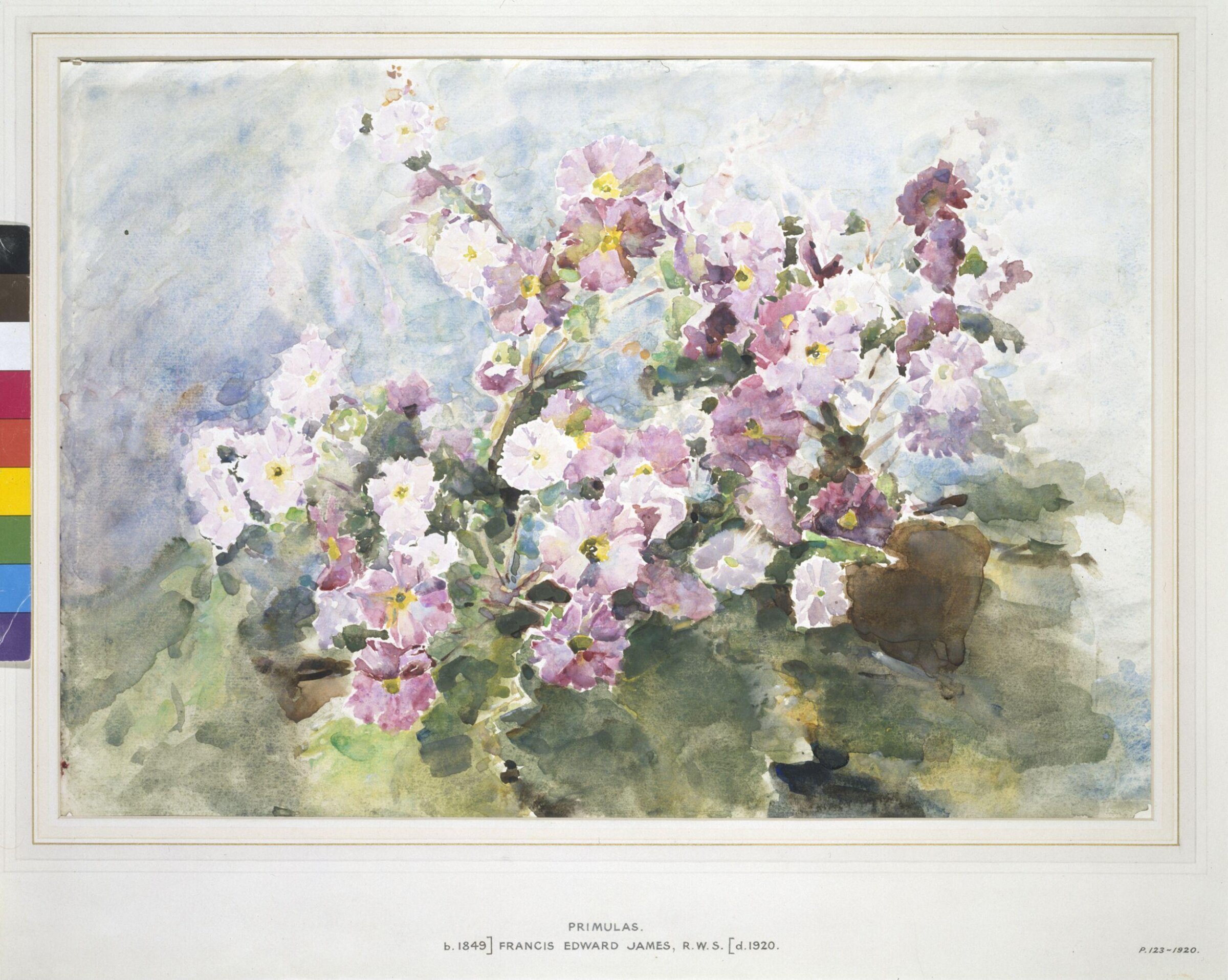 Primulas, Francis Edward James, ca. 1870-1920