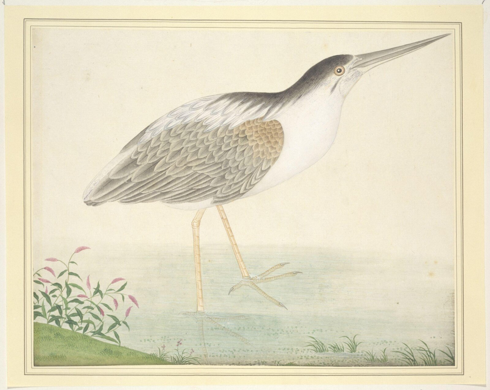 Yellow Bittern, 1800-1830