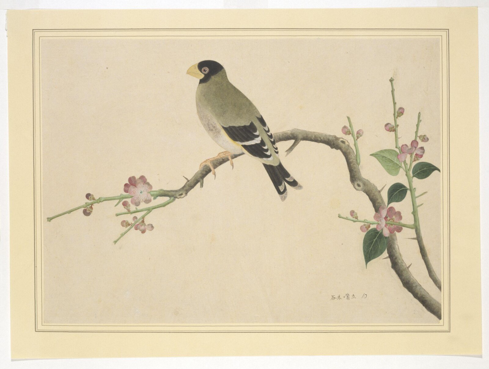 Hawfinch, 1800-1830