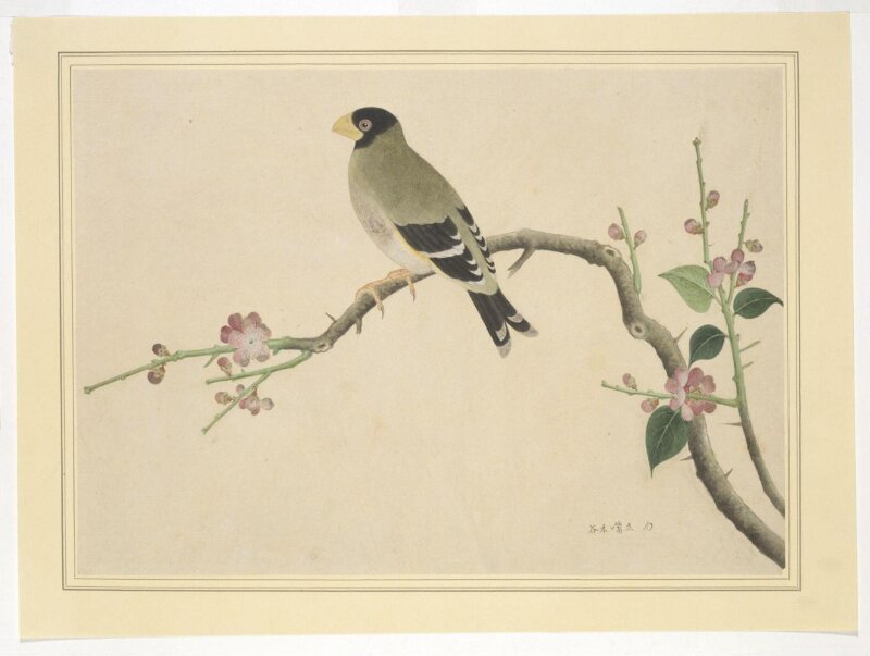 Hawfinch