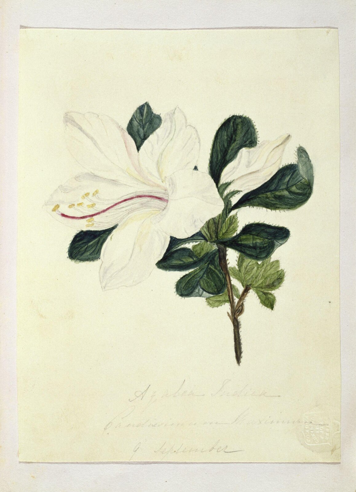 Drawing from the Ionides Album, nineteenth century