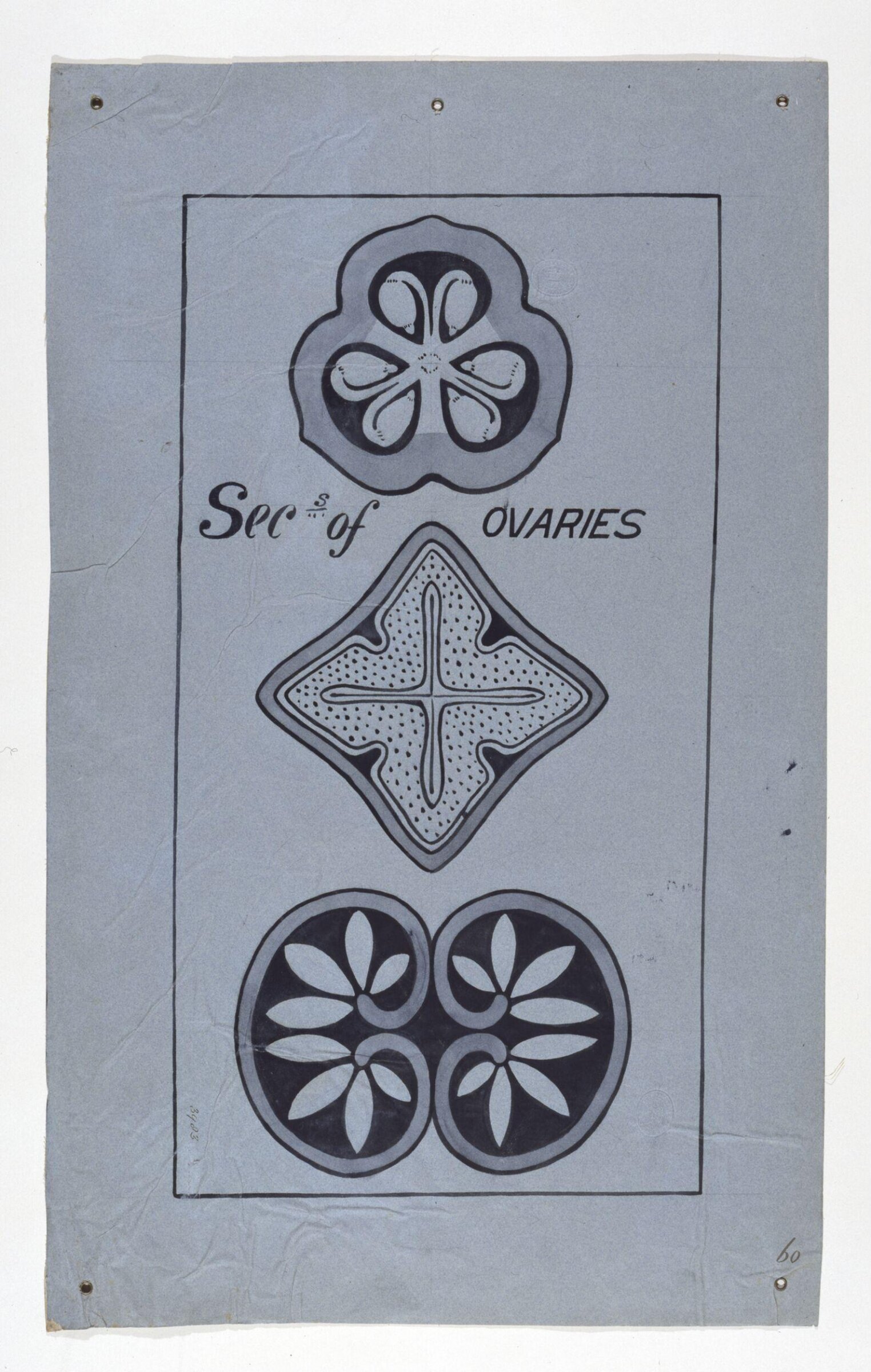 Sec's of ovaries, Christopher Dresser, 1854-1856