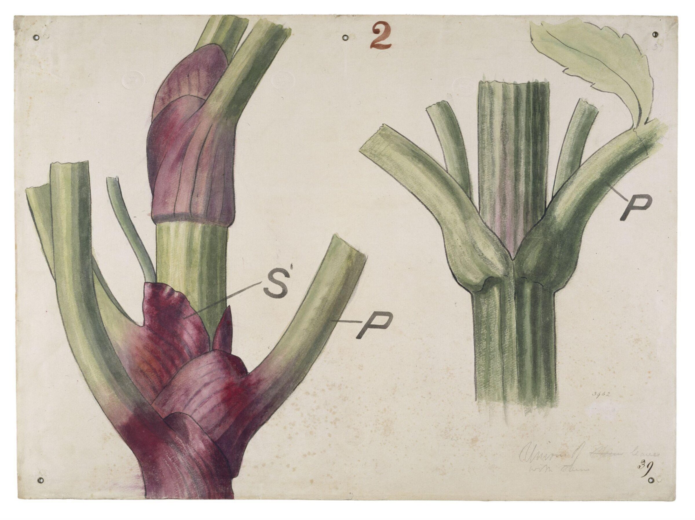 Drawing, Christopher Dresser, 1854-1856