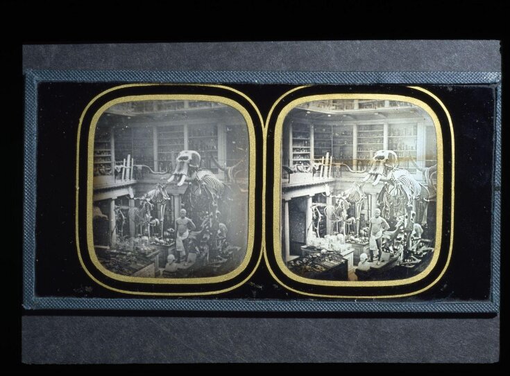 Display of Zoological Specimens top image