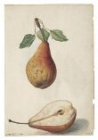 Pear; Grape vine thumbnail 2